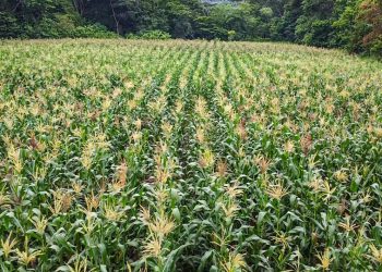 Iniciativa de ley busca garantizar la seguridad alimentaria del país