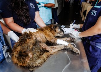 Bienestar Animal rescata a «Shakira», canina en estado crítico encontrada en Olocuilta