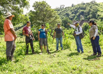 Reforestarán 2.2 manzanas de terreno en San Vicente