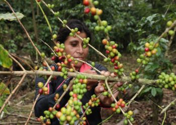 Aprueban nueva legislación para potenciar sector cafetero