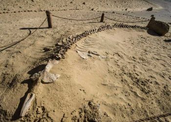 Egipto descubre una de las ballenas extinguidas más antiguas de África