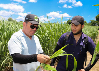 Gobierno de El Salvador apoya a productores de maíz por plaga de pulgón