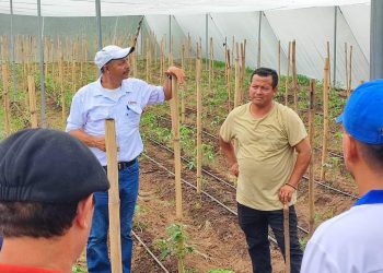 Agricultores usan casas mallas para mejorar su producción en Santa Ana