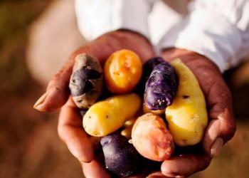 Pocos días de calor bastan para sumir a millones en inseguridad alimentaria, según estudio