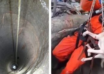 Bomberos rescata a perrito atrapado en un pozo en Apopa