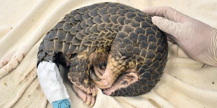 A young pangolin rests after receiving medical treatment on its tail, believed to have been injured during an attack by dogs, at the Leofoo Village Zoo in Hsinchu, northern Taiwan on August 31, 2022. (Photo by Sam YEH / AFP)