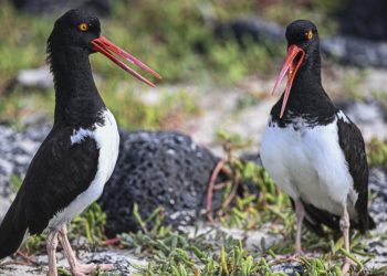 Islas Galápagos, en alerta por posible brote de gripe aviar