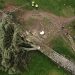 Sexagenario detenido tras tala de árbol emblemático en Reino Unido