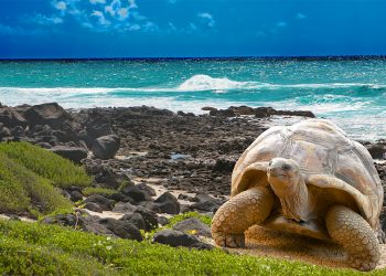 Ecuador introducirá especies desaparecidas en una isla de Galápagos