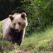Un oso muere atropellado por un auto en España