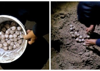 Autoridades rescatan más de 190 huevos de tortuga golfina en Sonsonate