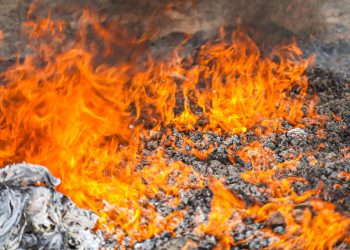 Autoridades destruyen droga valorada en más de $100,000 e incautada en 80 operativos