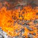 Autoridades destruyen droga valorada en más de $100,000 e incautada en 80 operativos
