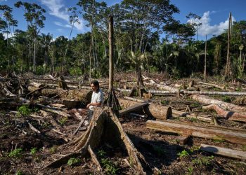 Un «guardián» con IA para luchar contra la deforestación en la Amazonía