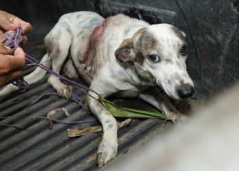 Bienestar Animal y PNC capturan a presunto veterinario que suturó con alambre a canino