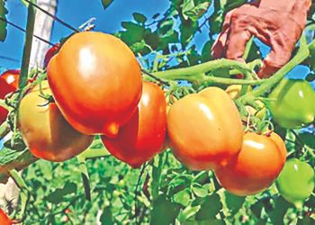 Los capacitan para obtener semilla de tomate