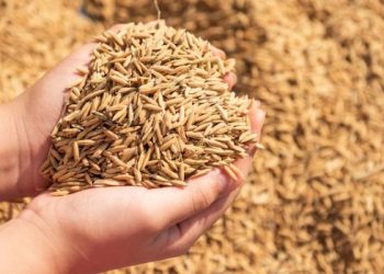 El aumento de precios del arroz anticipa riesgos alimentarios asociados al clima