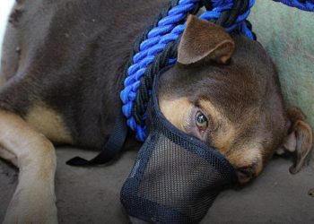Autoridades capturan a hombre que hirió gravemente a dos perritos en San Sebastián, San Vicente