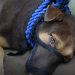 Autoridades capturan a hombre que hirió gravemente a dos perritos en San Sebastián, San Vicente