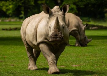 Un rinoceronte mata a una cuidadora de un zoo en Austria