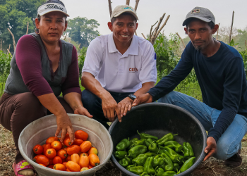 Productores aumentan su cosecha con el apoyo de Reclima en Usulután