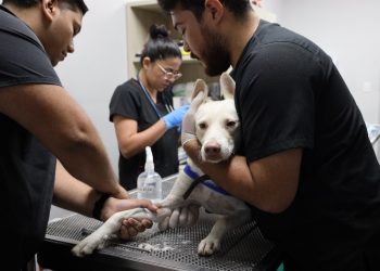Bienestar Animal vacuna a perros comunitarios en Surf City