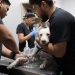 Bienestar Animal vacuna a perros comunitarios en Surf City