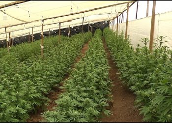 Colombia alcanza nuevo récord de narcocultivos y producción de cocaína en 2022