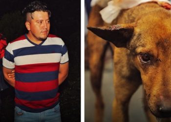 Capturan a hombre que hirió gravemente a un perrito en Cabañas