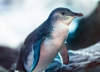 Nueva Zelanda investiga una misteriosa enfermedad mortal de sus pingüinos