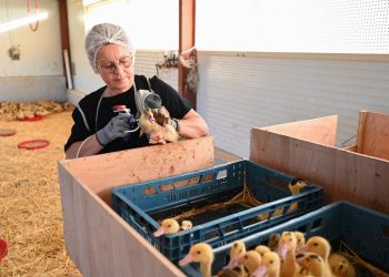 Francia empieza a vacunar a millones de patos contra la gripe aviar