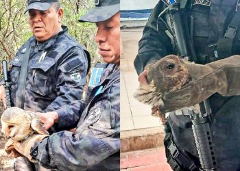 Policía rescata animales silvestres en diferentes puntos de El Salvador