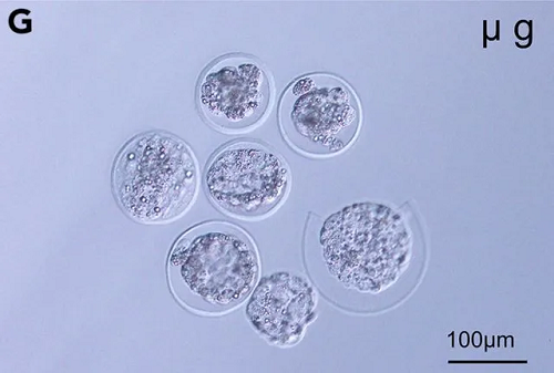Blastocistos de raton desarrollados en microgravedad. Wakayama iScience