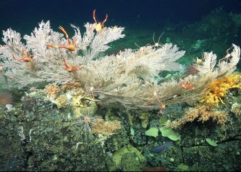 Descubren dos nuevos arrecifes de coral y montes submarinos en Galápagos