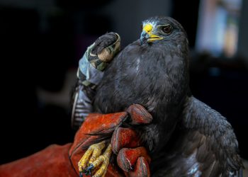 Medio Ambiente atiende a aguililla con lesión en sus alas