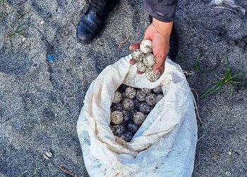 Policía Nacional Civil decomisa más de 360 huevos de tortuga en La Libertad