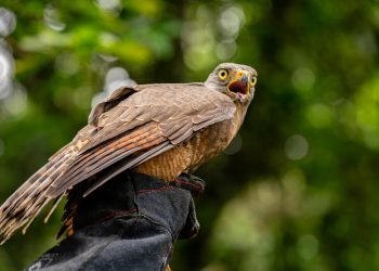Medio Ambiente libera animales rescatados en Área Natural Protegida