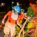 Protección Civil y Bomberos remueven varios árboles derribados por fuertes vientos