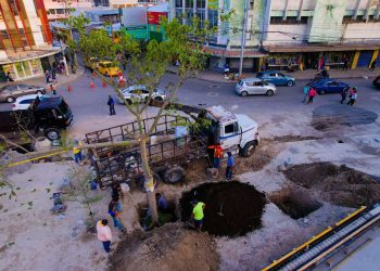 Obras Públicas trasplanta árboles en la nueva plaza ubicada frente a iglesia El Calvario