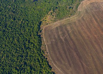 Deforestación en la Amazonía cede 59% en septiembre