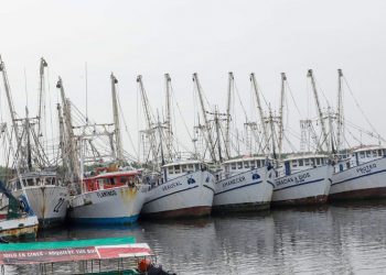 Gobierno de El Salvador llama a cumplir veda de camarón marino