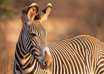 La inteligencia artificial al servicio de la fauna salvaje