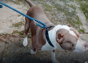 Autoridades realizan una nueva captura por maltrato a un perro en Atiquizaya