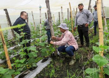 Ministerio de Agricultura consolida apoyo a productores locales