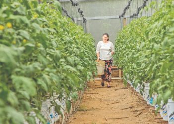 Ministerio de Agricultura apoya producción de hortalizas en Morazán