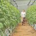 Ministerio de Agricultura apoya producción de hortalizas en Morazán