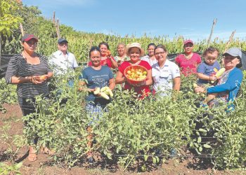 Mujeres en San Miguel mejoran su economía con la cosecha de tomate