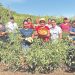 Mujeres en San Miguel mejoran su economía con la cosecha de tomate