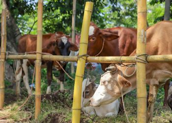 MAG habilita albergues para ganado y animales de corral