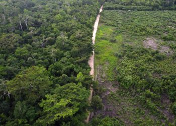 La lucha de la mayor selva de Centroamérica por sobrevivir a la ganadería ilegal